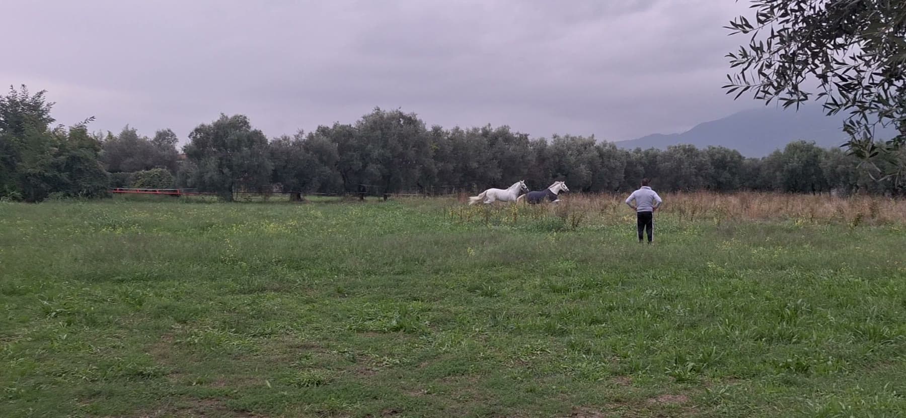 Tom Cummins stands with hands on hips watching his horses move across a pasture in Tuscany.